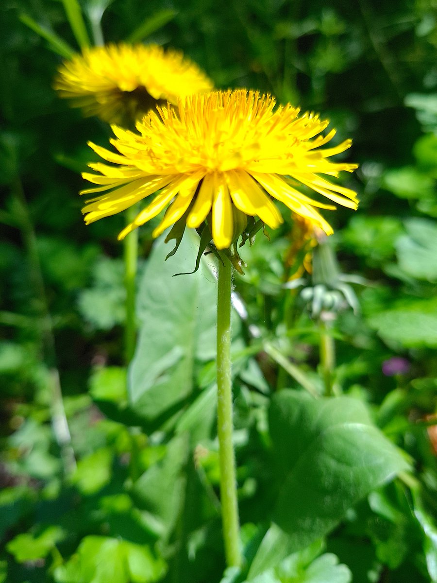 LeeVanBee's tweet image. Here's a photograph that I took yesterday. A late entry for #SundayYellow 
#photooftheday #ThePhotoHour