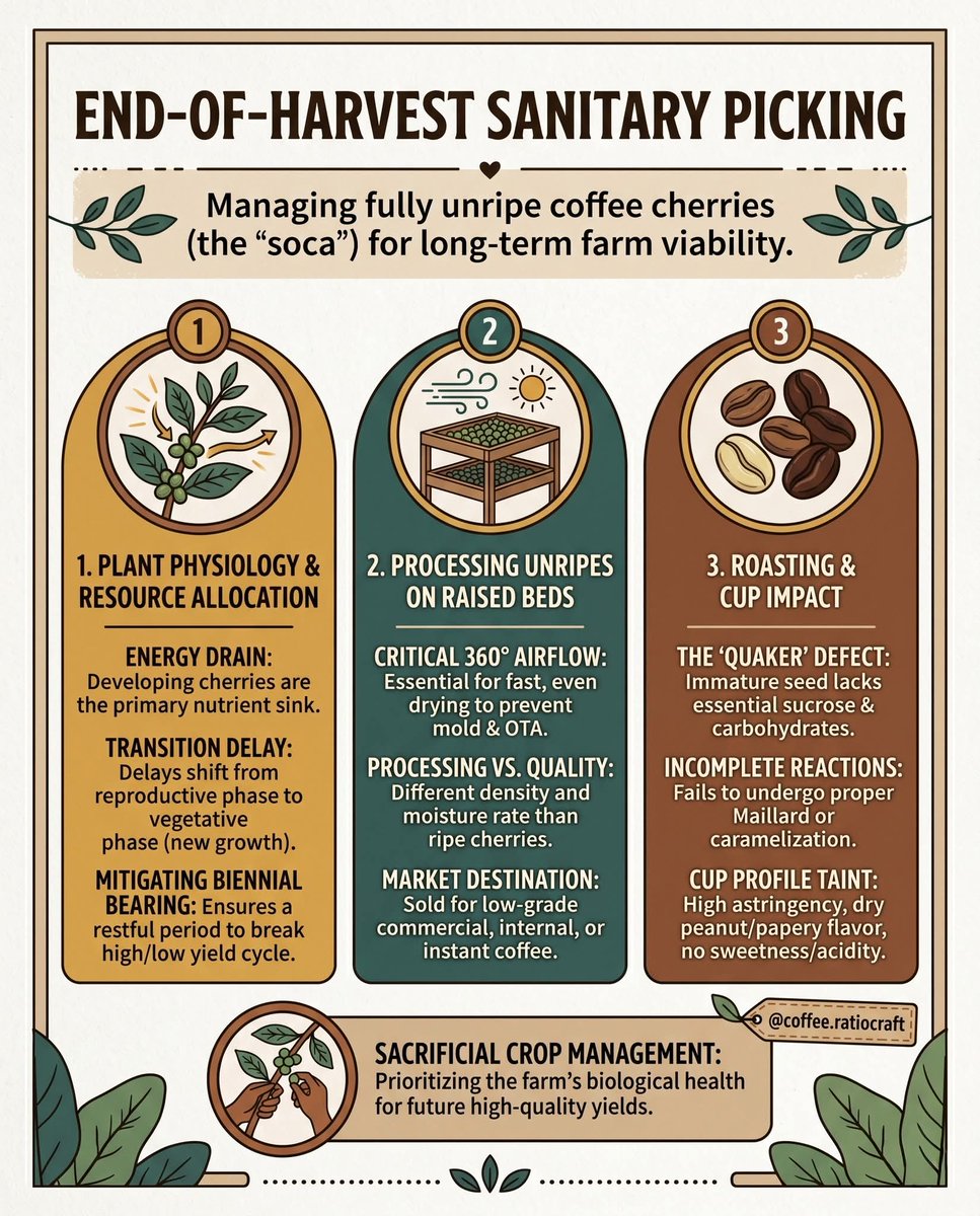 Maytacexports's tweet image. The “Soca” Sacrifice: Why Coffee Farmers Strip Green Cherries

At the end of a coffee harvest, farmers perform a "sanitary picking.

The takeaway: Sacrificing the soca today protects the biological health of the tree, ensuring a high-quality, 

#coffee #coffeeroasting