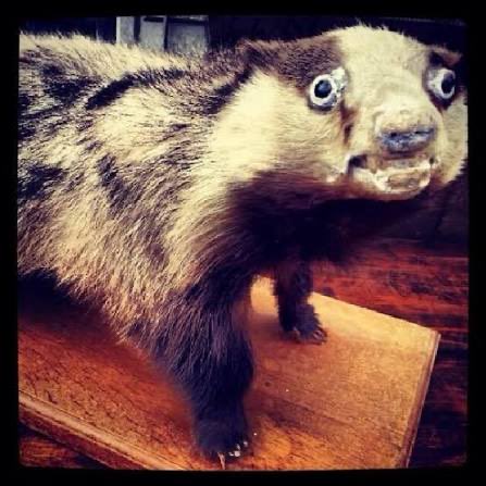 HoneyBadger tweet media
