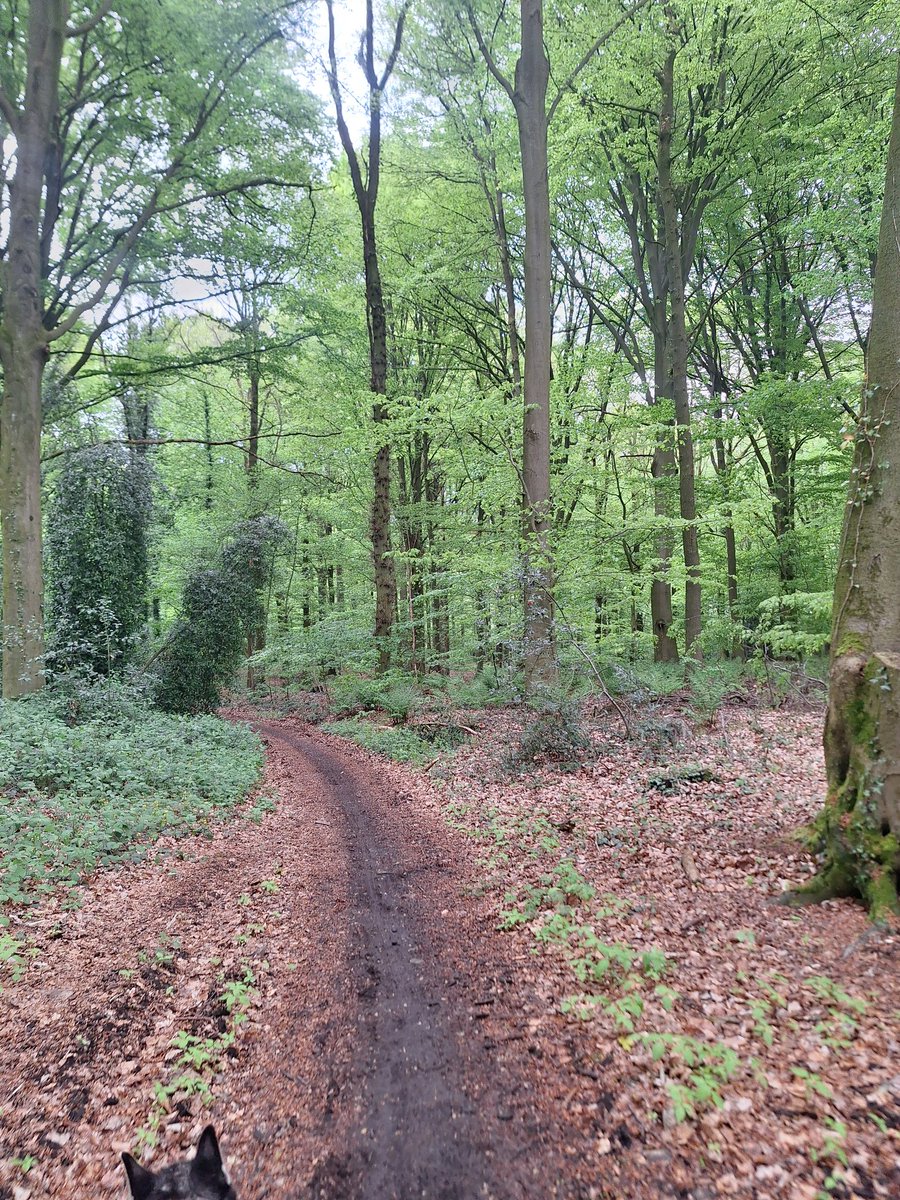 petieol1's tweet image. Heerlijk wandelweer. Nog net voor de bui. #Twente #hakenberg #route #delutte