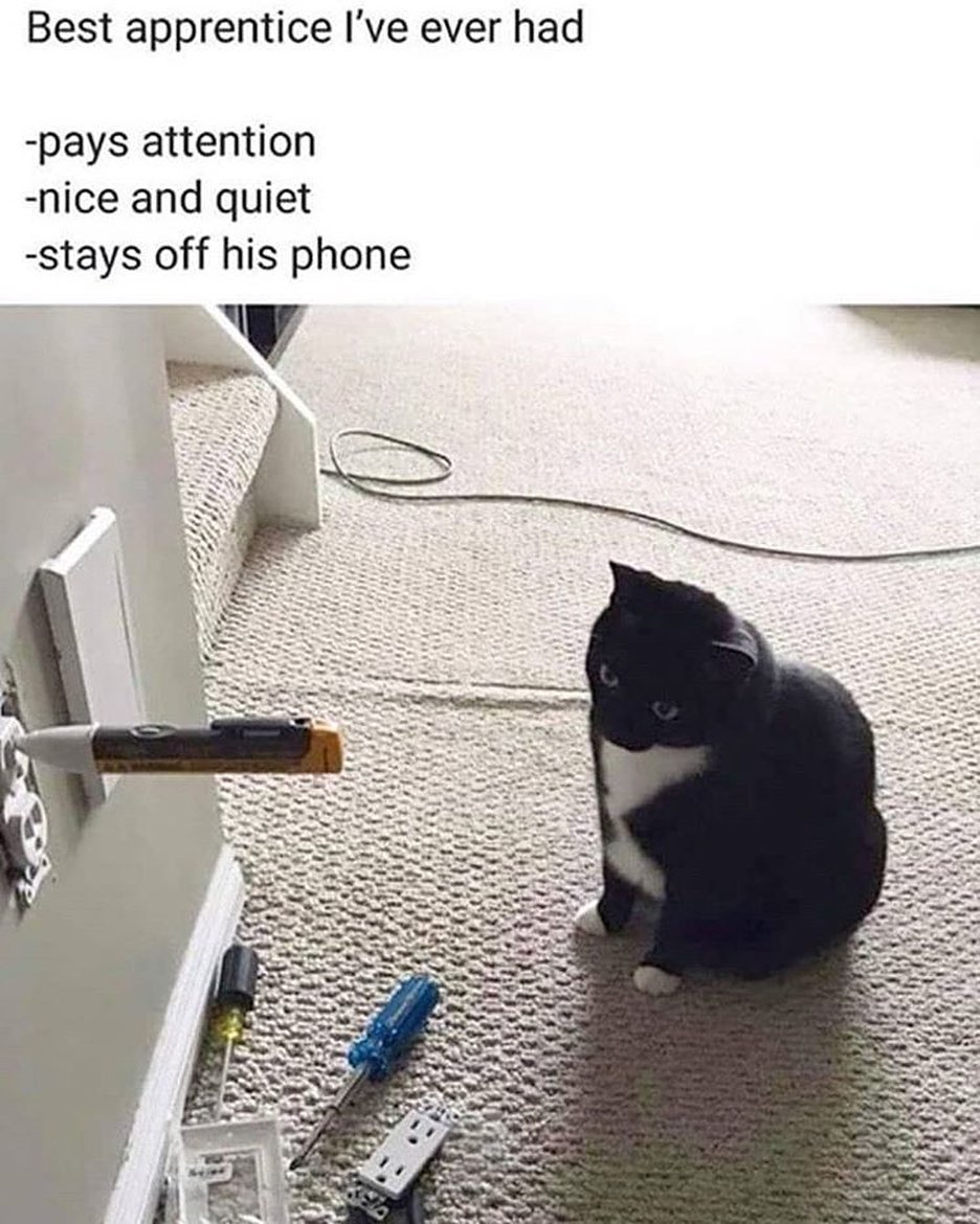 Punch Cat tweet media