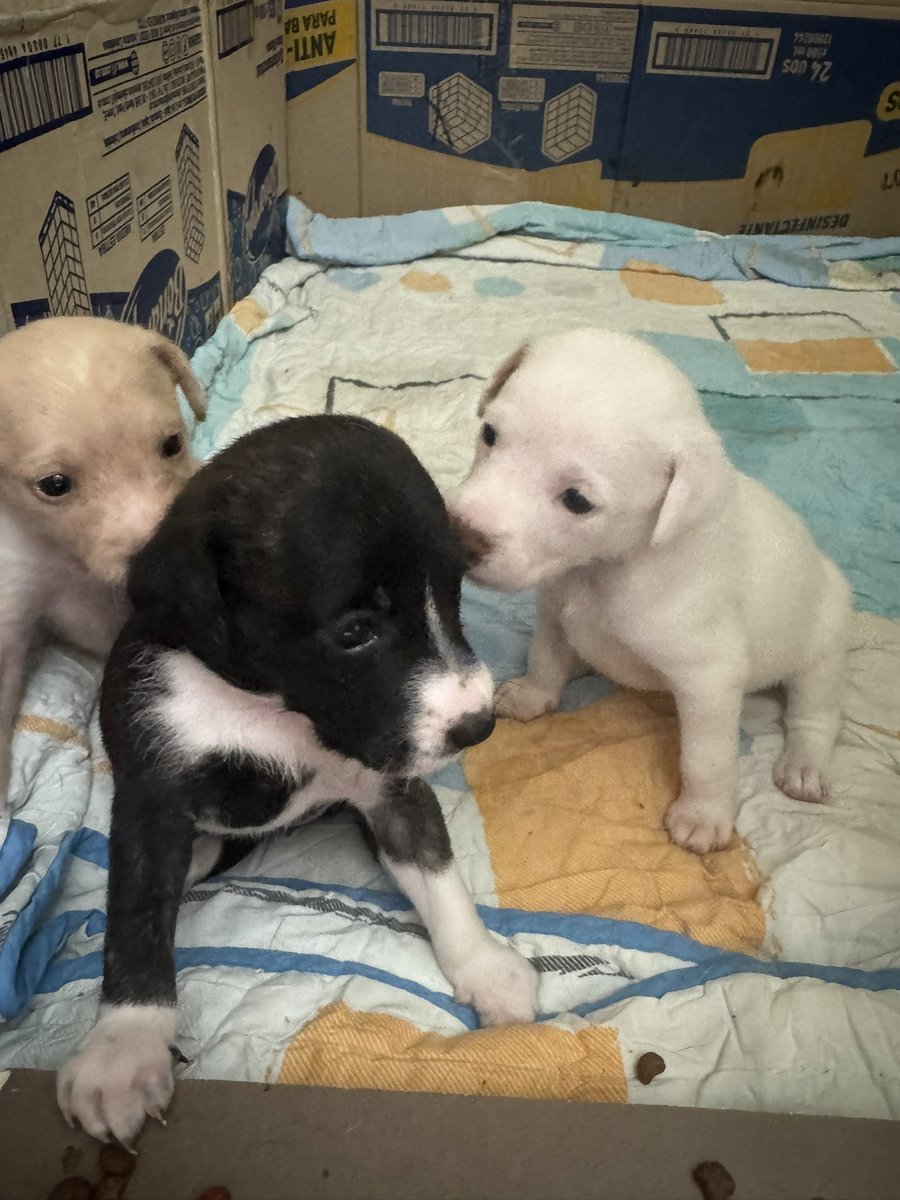 Bebés buscan un hogar amoroso y responsable. En Ibagué