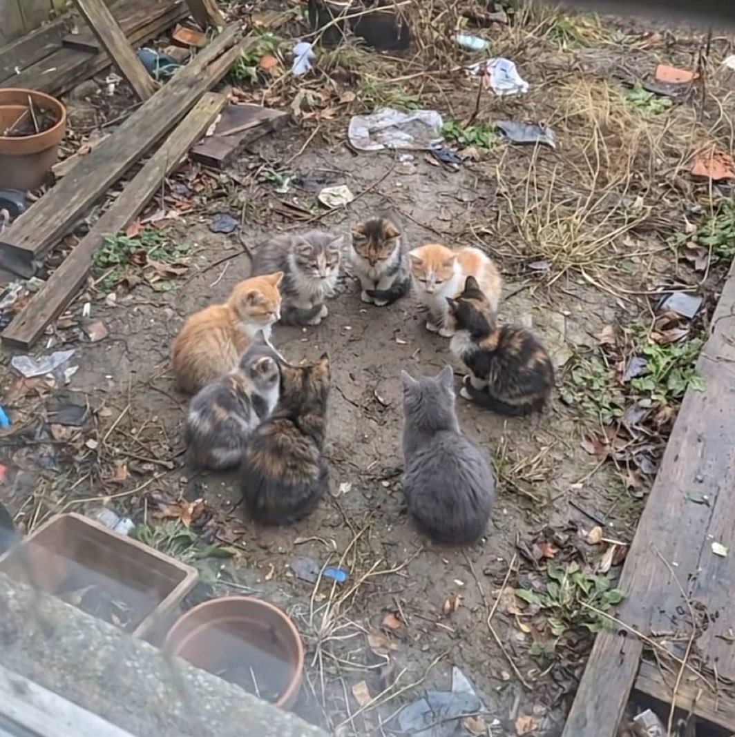 Cute Cats 🐱 tweet media