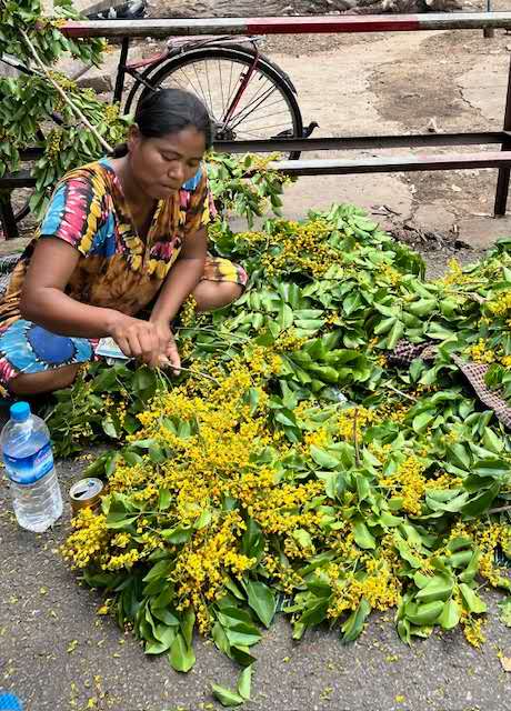 yangonow's tweet photo. 昨日、ヤンゴンでパダウが開花しました🌼
例年は通勤途中にこの花を見ながら「もうすぐティンジャンだな」と感じますが、今年は雨が遅くてすでに5月…水不足が心配です…💦 https://t.co/wkbzxjCzOO