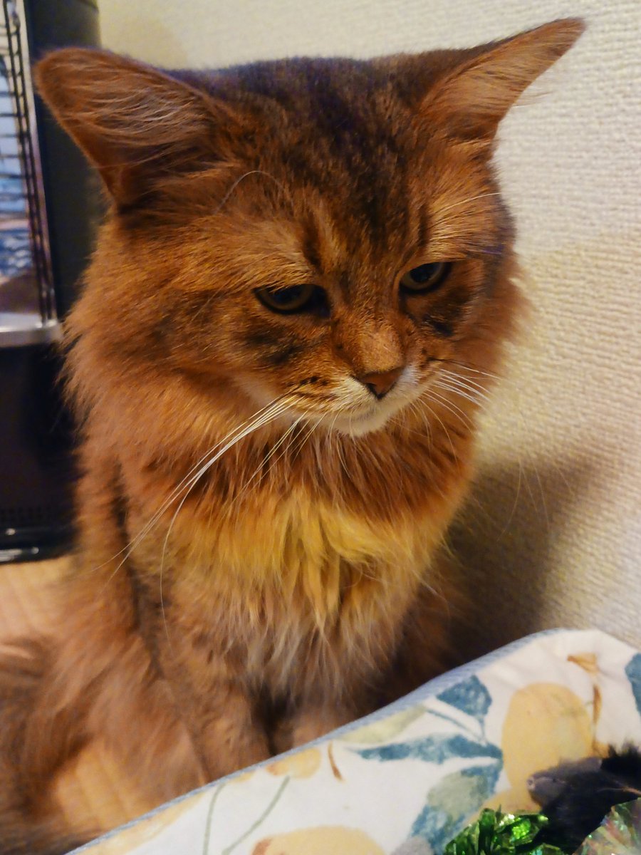 マロン🌰🐾クリ～ム🍨❄☃️🐾 tweet media