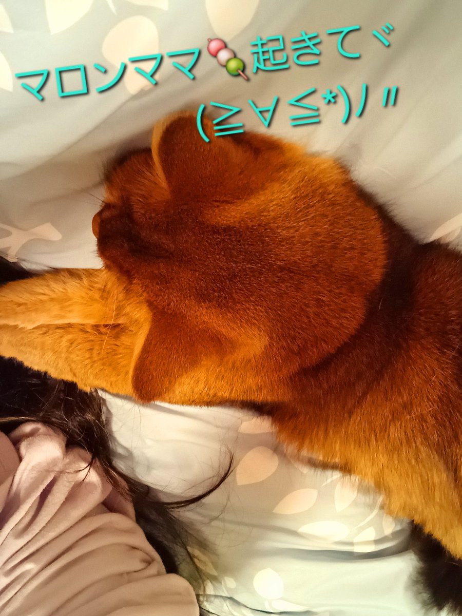 マロン🌰🐾クリ～ム🍨❄☃️🐾 tweet media