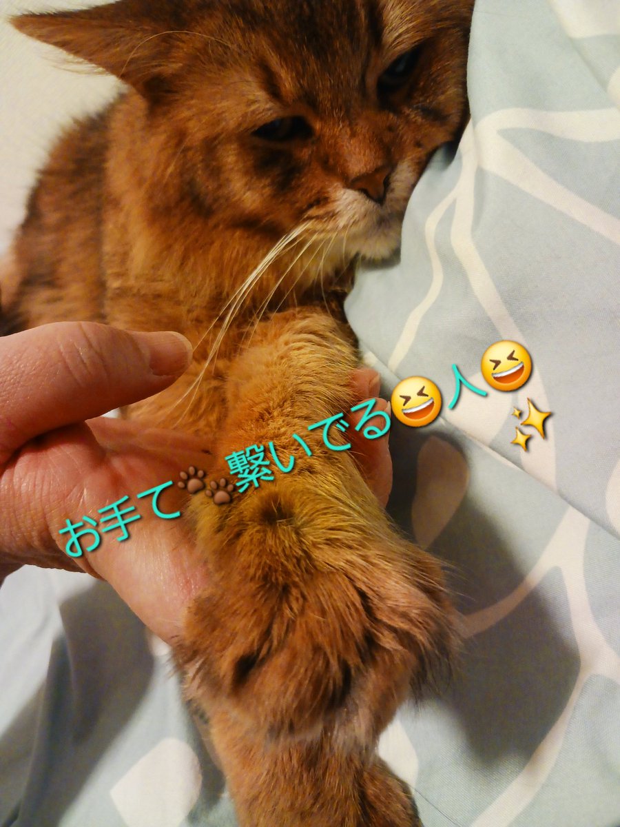 マロン🌰🐾クリ～ム🍨❄☃️🐾 tweet media