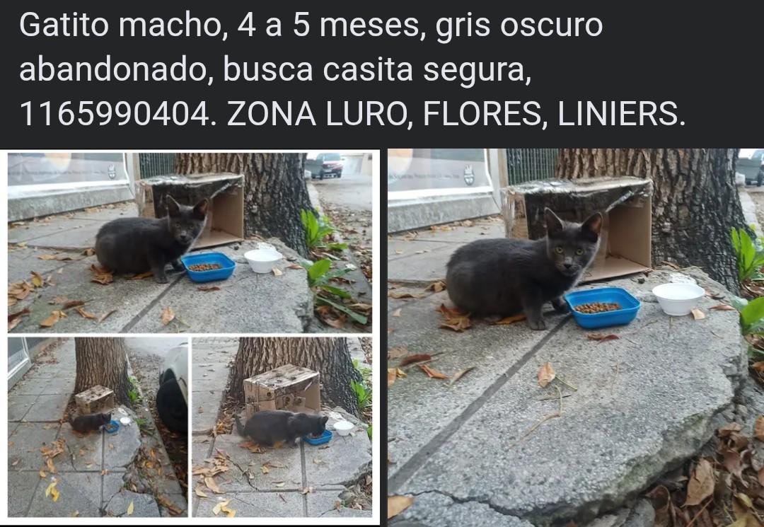 Fundación De Gatitos tweet media