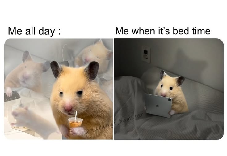 Tweets Of Hamster tweet media