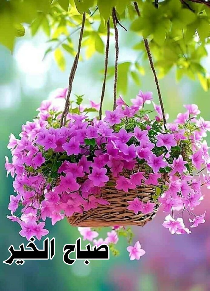 🇦🇹sayed awad🇦🇹 tweet media