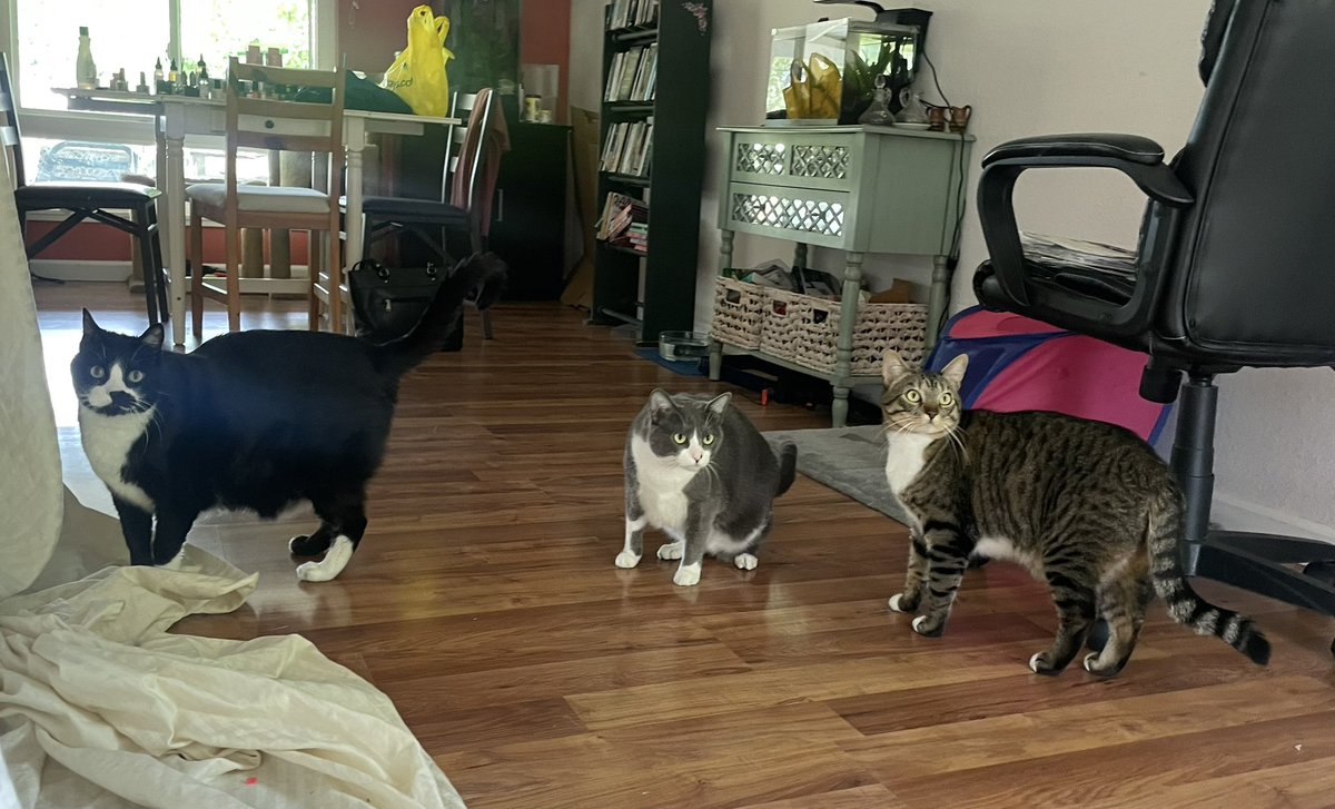 SAM 💜 Oreo, Fritz, Lofty tweet media