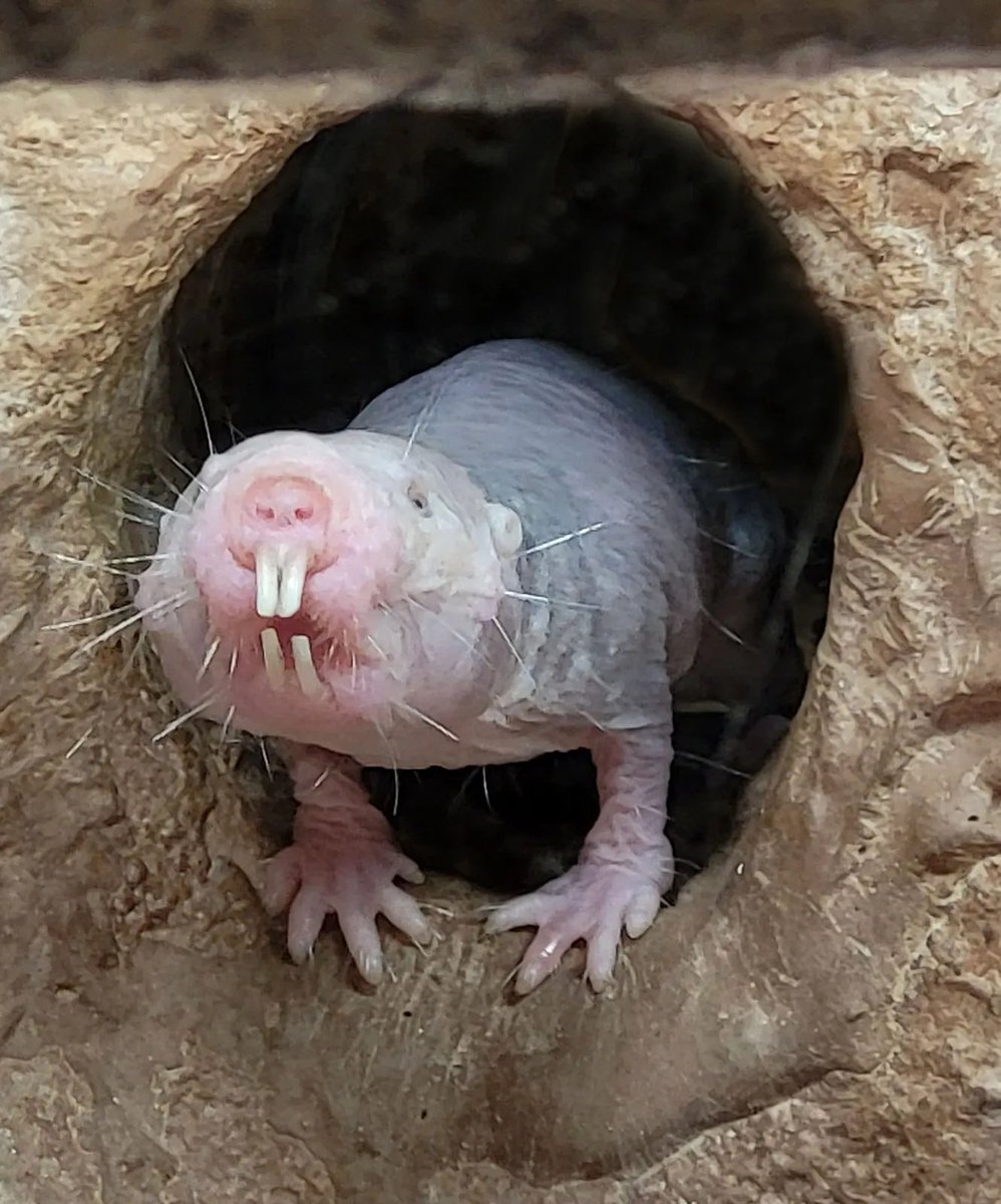 Nakedmoleratincrisis tweet media