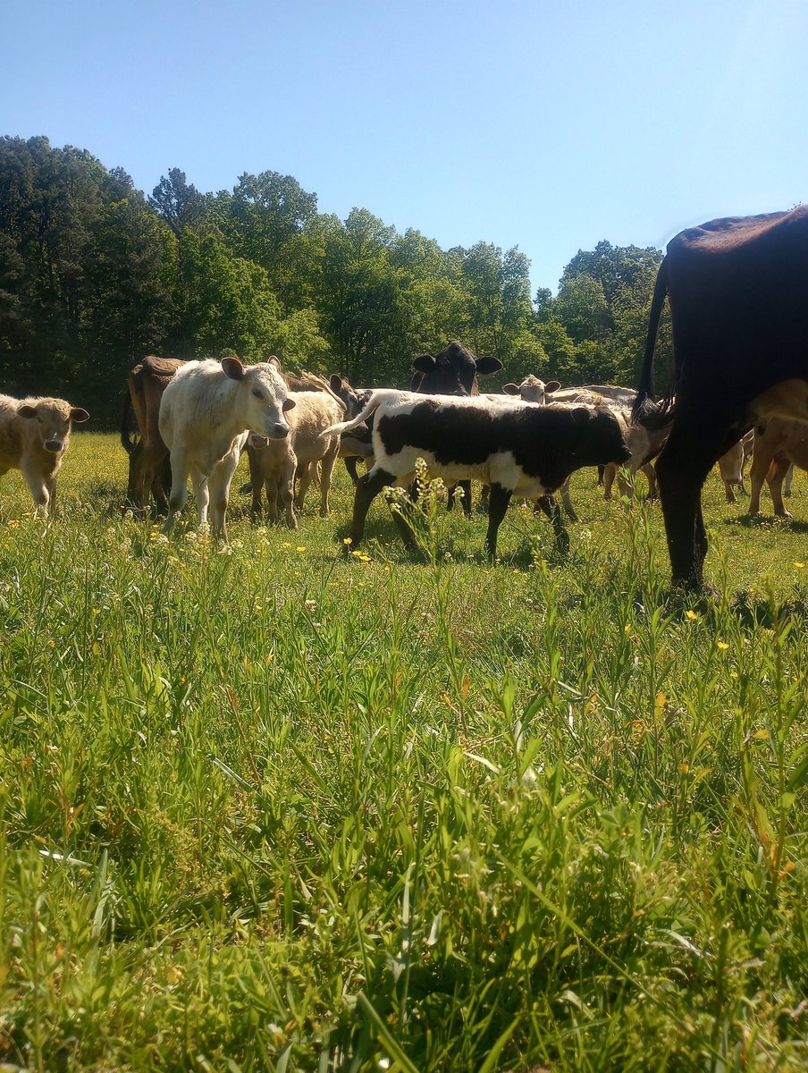 Farm Boy tweet media