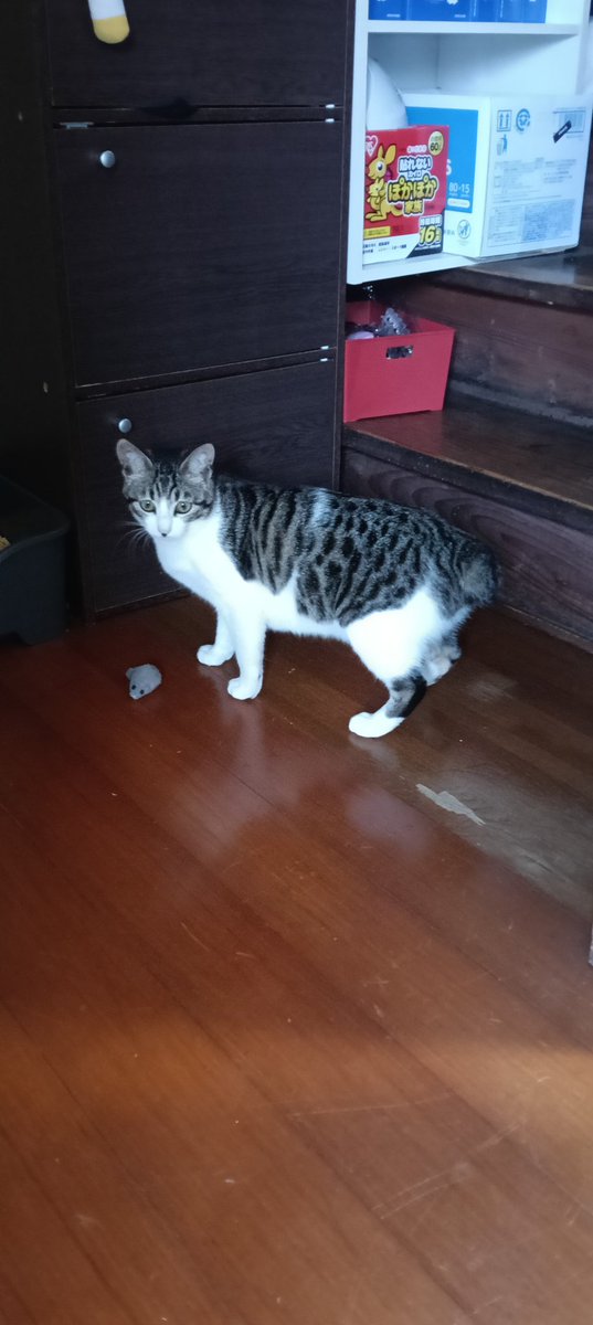 Poi8008's tweet photo. 猫〜🐱
めっちゃ大きくなりました。
最近うるさすぎる猫😭
発情期中でめっちゃ睡眠不足🥹
来月は避妊手術を予定してます
ストレス溜まってるだろうけど
ごめんね🥹 https://t.co/b5zC6uplmk