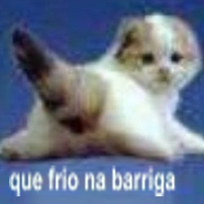 gatos fazendo gatices tweet media