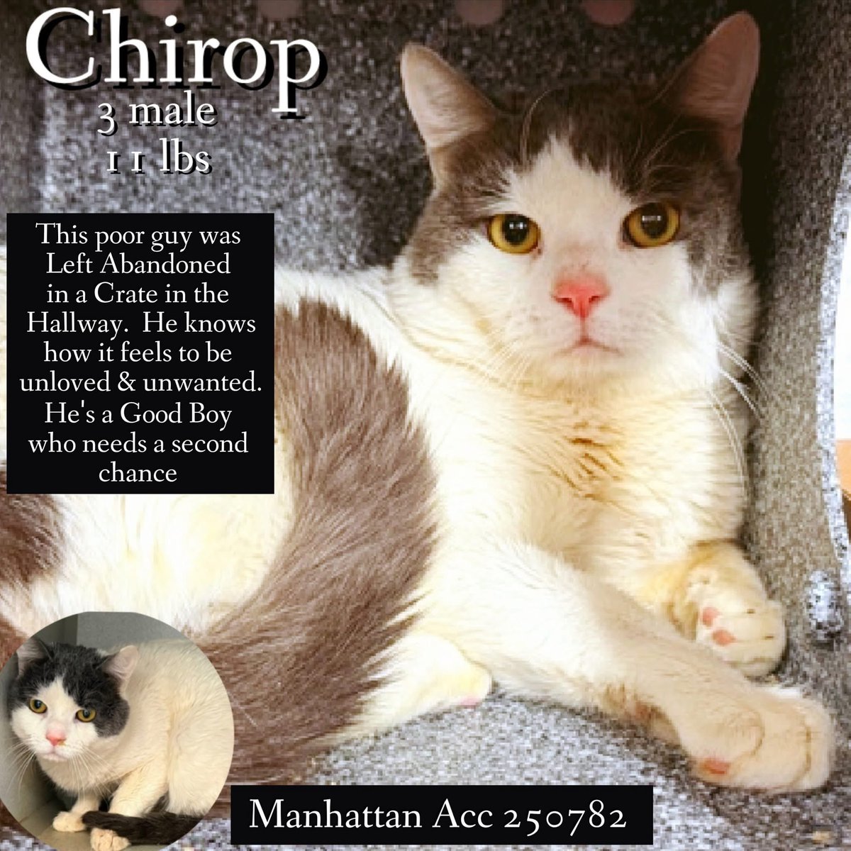 ngremmy's tweet photo. 🆘Please REPOST-adopt-foster🆘

CHIROP is on the “emergency placement” list at NYC AC&amp;C and needs out of the shelter by 12 NOON 5/5!

#teamkittySOS https://t.co/aowq81YgSy https://t.co/R0dOxeEZb0