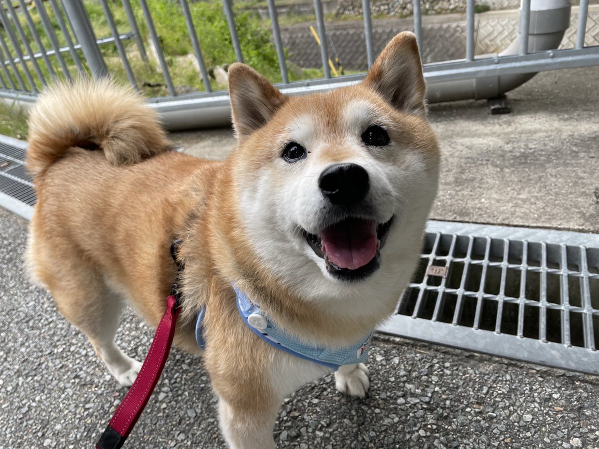 保護猫たんぽぽと虹の橋の柴犬アンちゃん tweet media