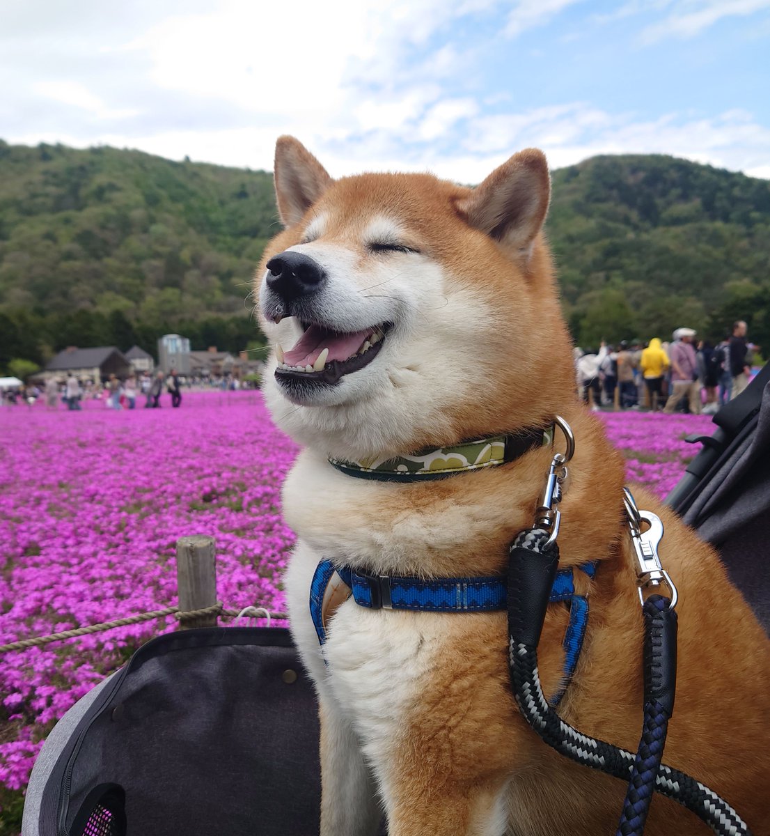 しばわんこ (@48dogchat1mame2) / Posts / X