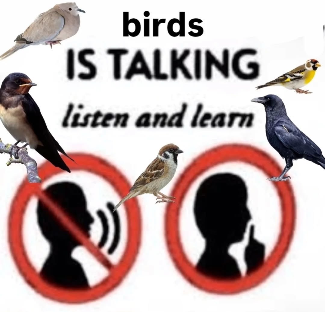 ⚭ tweet media