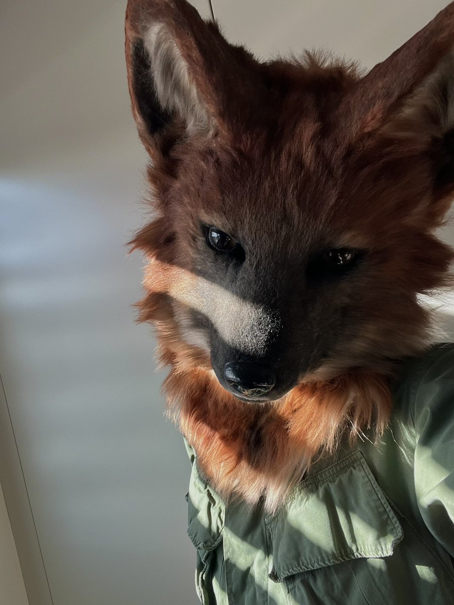 Dhole tweet media