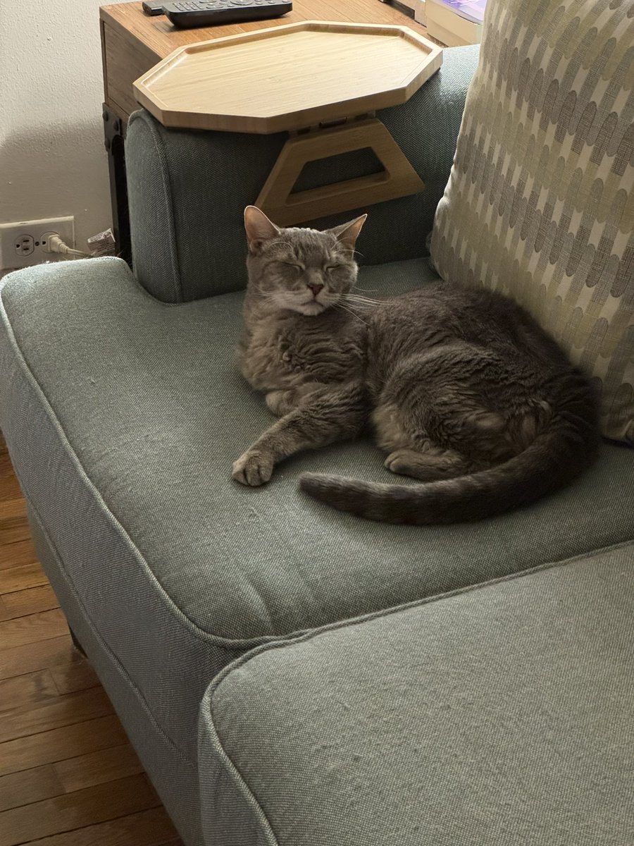 amy_grech's tweet image. Sabrina is eternally grateful! #AuthorsLife #BookBoost #Cat #CatsOfTwitter #CatsOnX #HelpFolksLive2026 #HorrorCommunity #PoetryCommunity #WritingCommunity