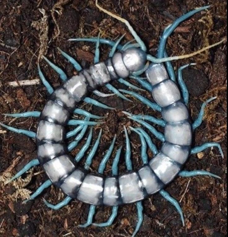 ZipsHere🐛 tweet media