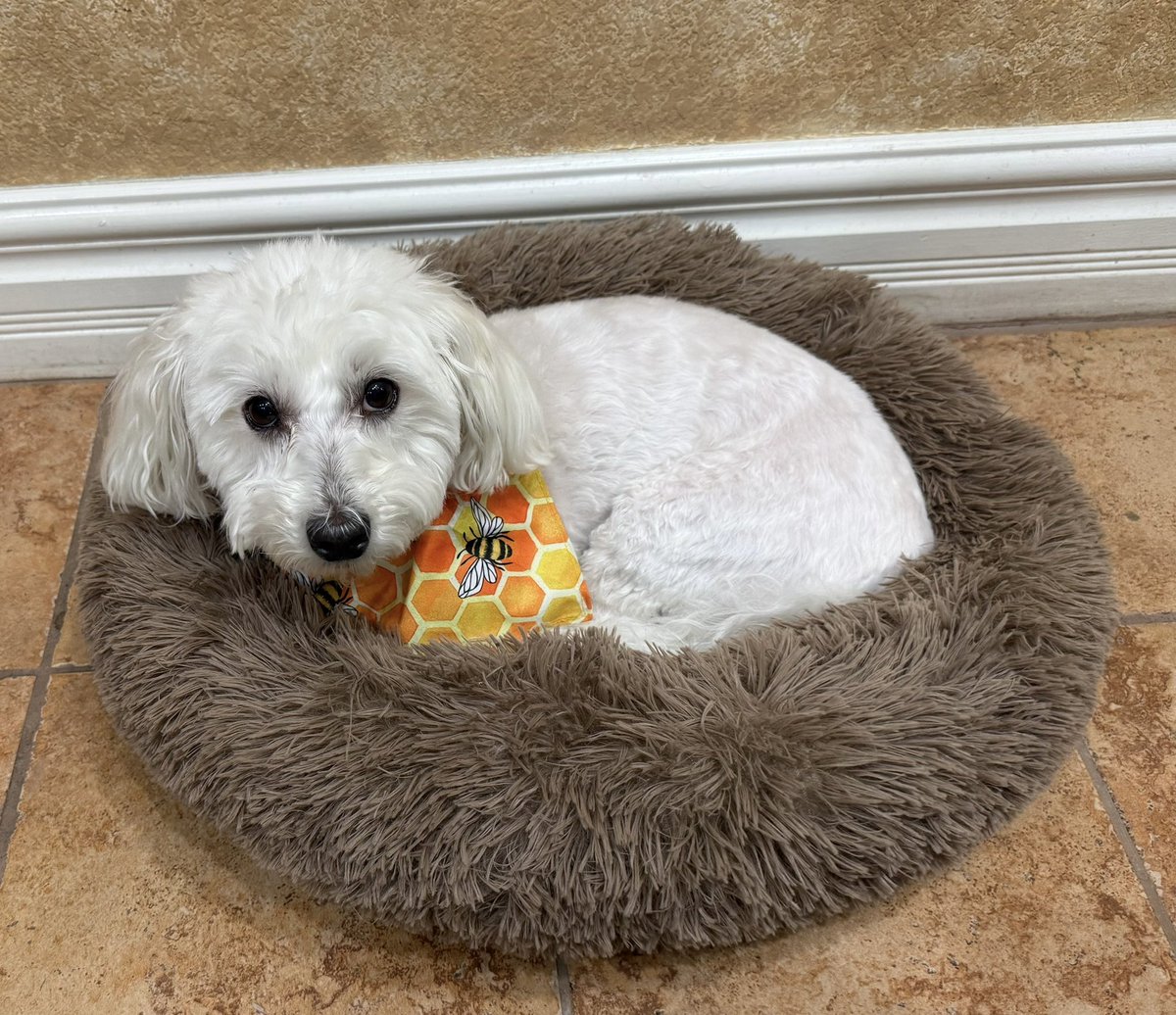 SirBailey2's tweet image. I’s all snuggled up. Like an cat. An utterly handsome cat 😻 Did yous need something Mommy??? 💚🐶🐾 #dogsoftwitter #dogsofx #adogslife #doggo #pets
