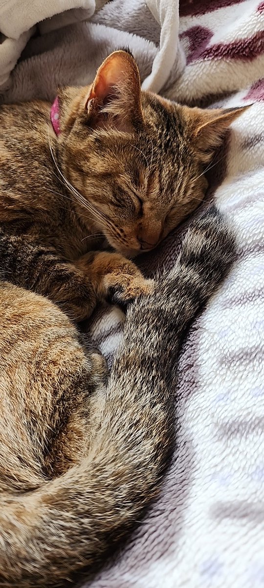 こま猫(ΦωΦ)🧡🩵 tweet media