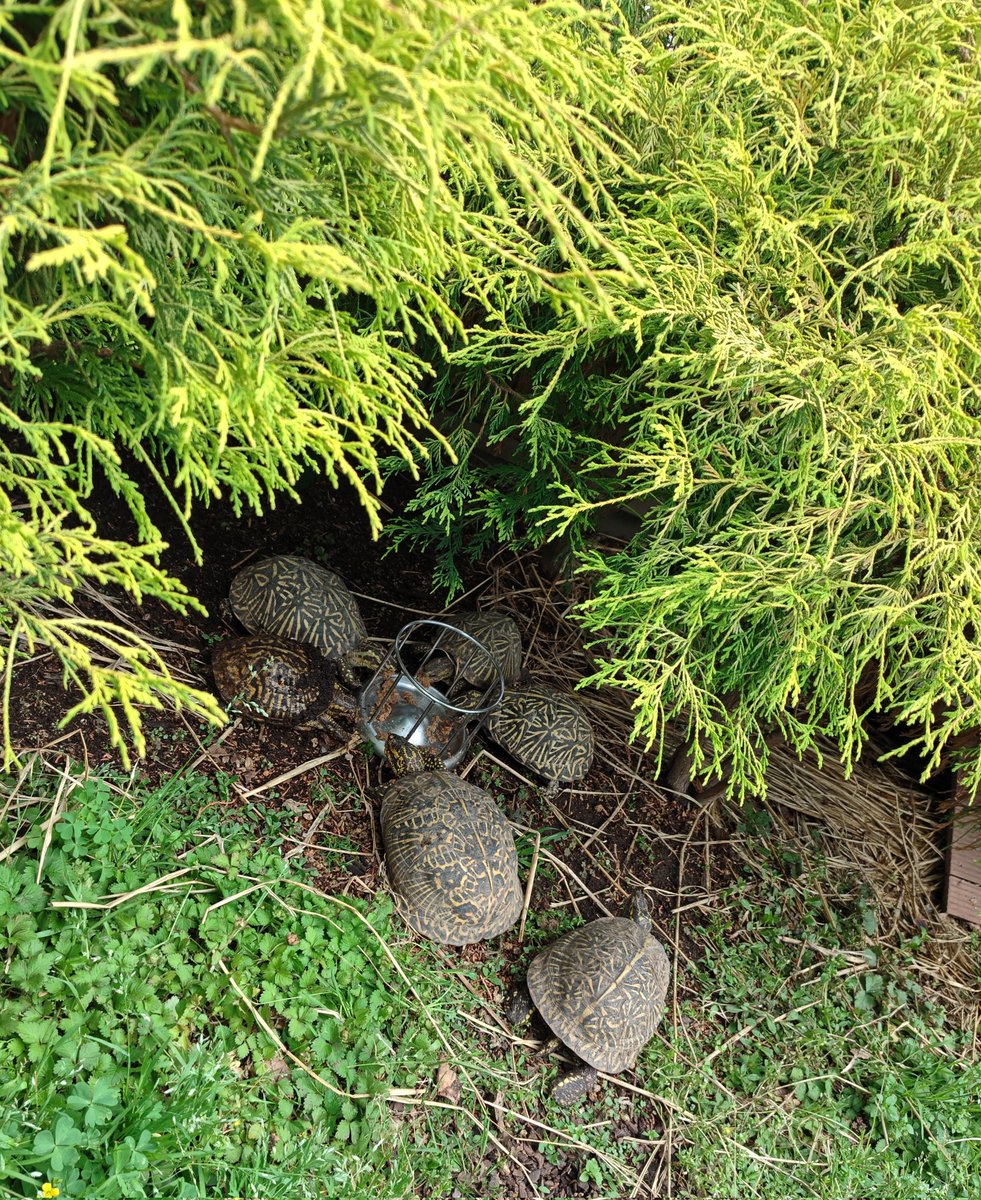 ALinkoFLorida's tweet photo. もう何年も外飼です。もはやワイルドでは(笑)。ウチではようやく餌食い開始です。
#フロリダハコガメ #Terrapenecarolinabauri #FloridaBoxTurtle https://t.co/rBDlh8m7kw