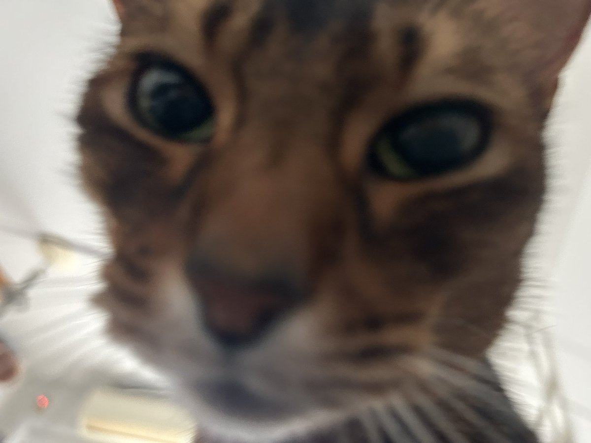 みだれねこ tweet media