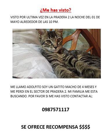 Alerta me perdi tweet media