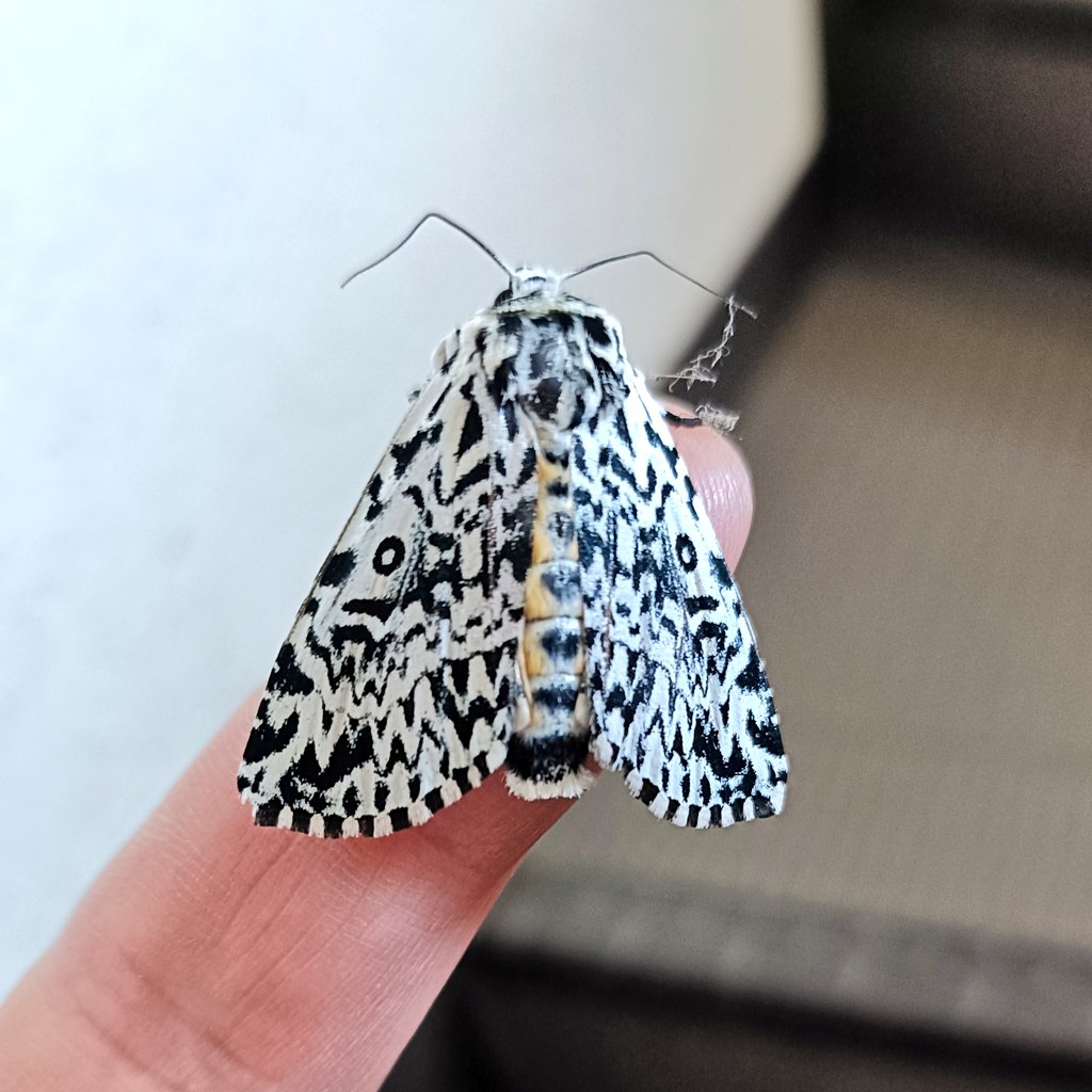 同じ所に4日いた我
昨日ひっくり返っていたから取り上げて葉っぱの下に置いてあげた　キバラケンモンらしい
カッコイイ