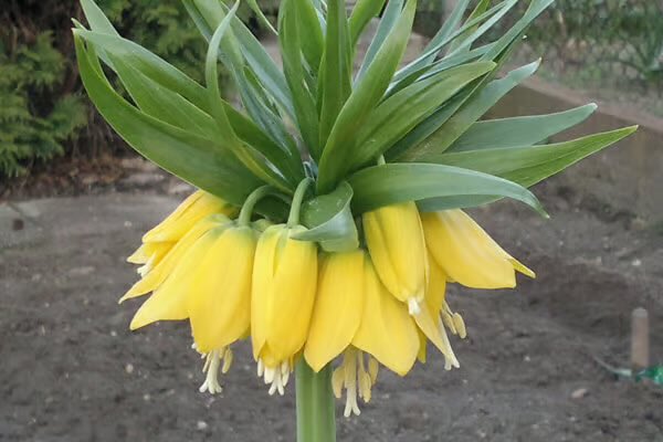 おはようございます 

5/4(月) 今日の誕生花

フリチラリア･インペリアリス
花言葉：天上の愛

大好きなあなたがずっと笑っていてくれますように🍀🍀