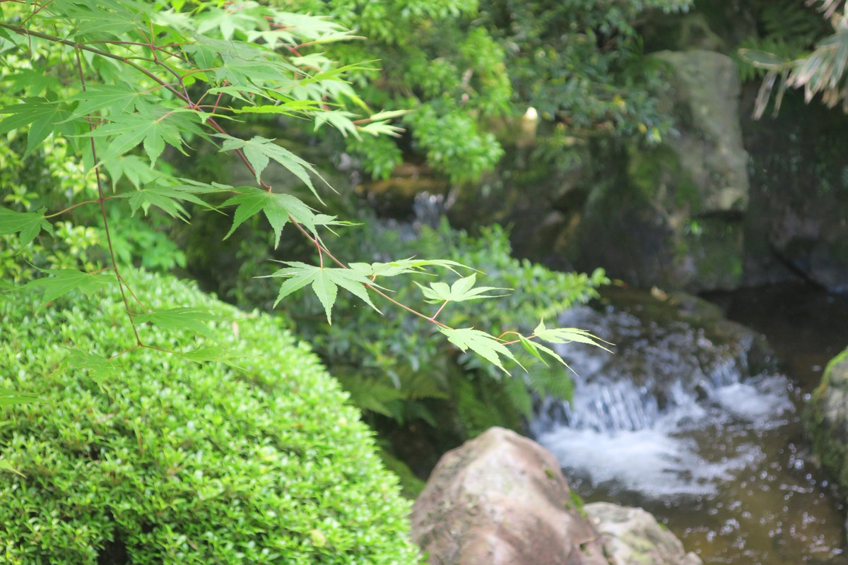 【公式】足立美術館／Adachi Museum of Art tweet media