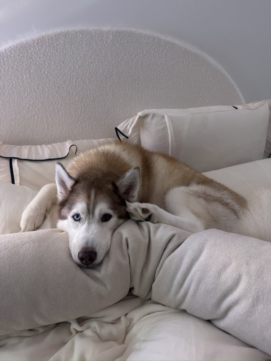 okmilky's tweet image. how do i work my full time job and also play infinite tft and also cuddle my dog all at the same time #help