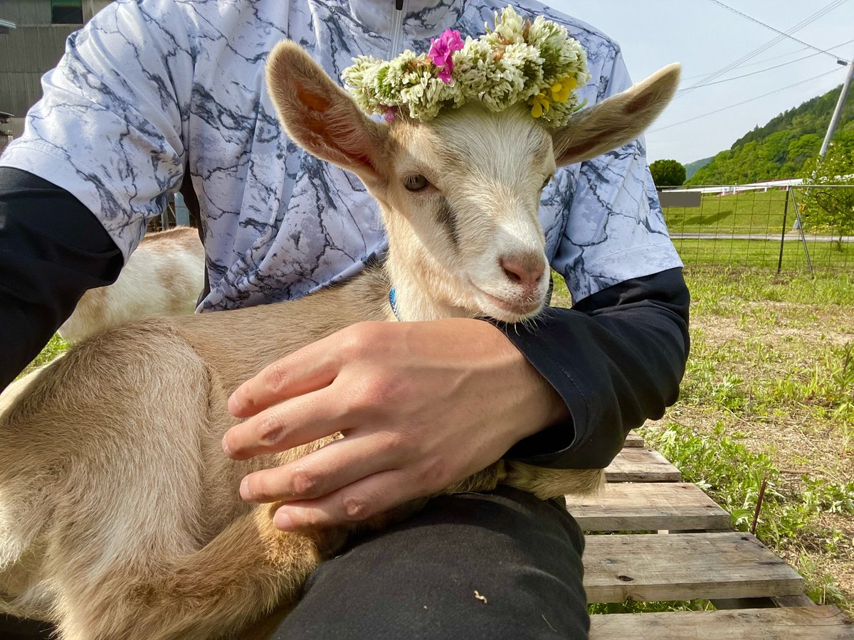 あおりヤギ🐐。。 tweet media