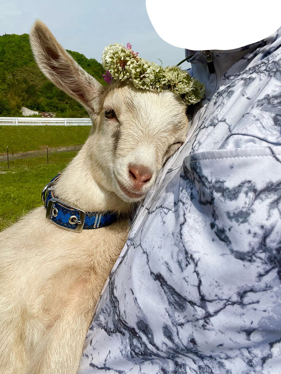 あおりヤギ🐐。。 tweet media