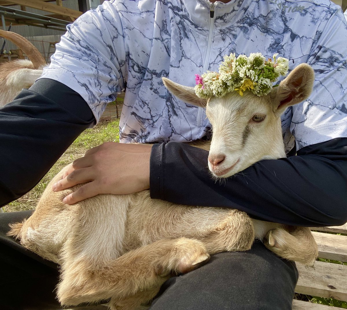 あおりヤギ🐐。。 tweet media