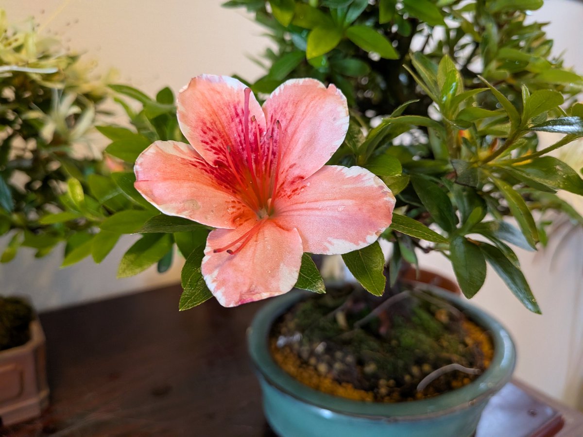 盆栽 #さつき #旭の泉 #千羽鶴 開花中 旭の泉はこの春ガシガシに根を