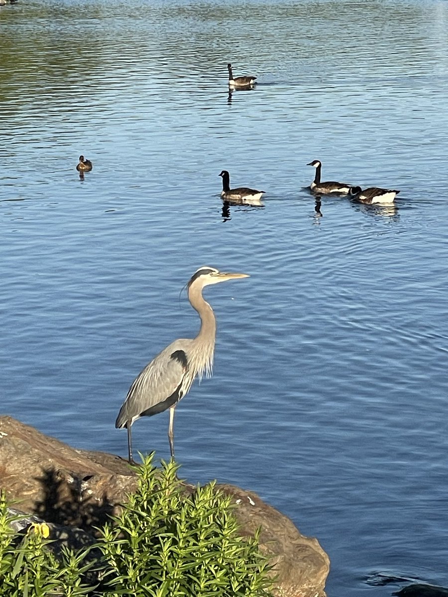 naqutt's tweet image. New lifers in just one place: Great Blue Heron and Anhinga. This reminds me of the one and only Bahirdar Photography (Asrat). Great Blue Heron for your wallpaper. You are welcome 😅 #birding #birds