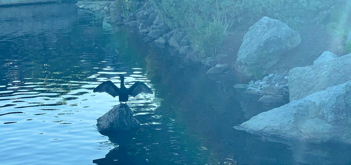 naqutt's tweet image. New lifers in just one place: Great Blue Heron and Anhinga. This reminds me of the one and only Bahirdar Photography (Asrat). Great Blue Heron for your wallpaper. You are welcome 😅 #birding #birds