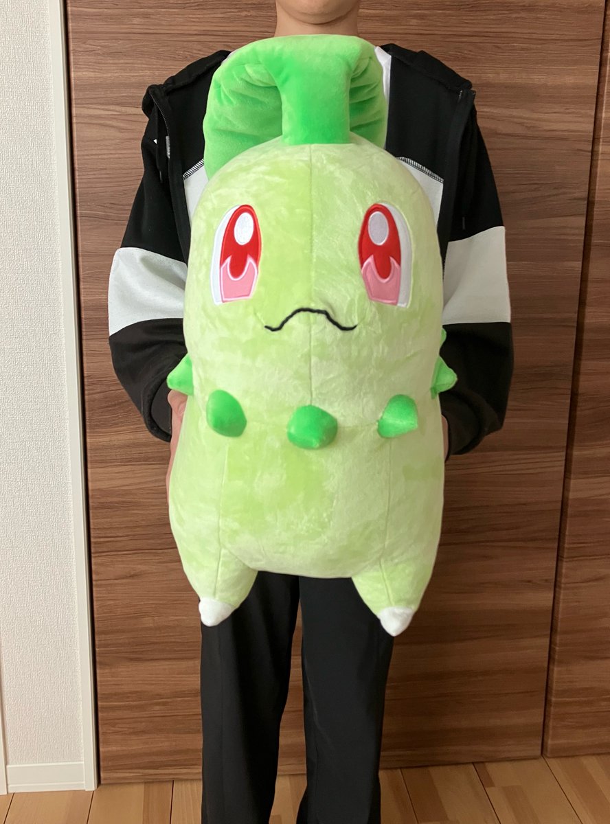 tomopa_free's tweet photo. 誕生日という大義名分で等身大チコリータお迎えした🌱₍₍ ◝(●˙꒳˙●)◜ ₎₎
(このタイミングじゃないと難しいと思い)
※大きさ比較対象は息子氏 https://t.co/y8HPQYHmWR
