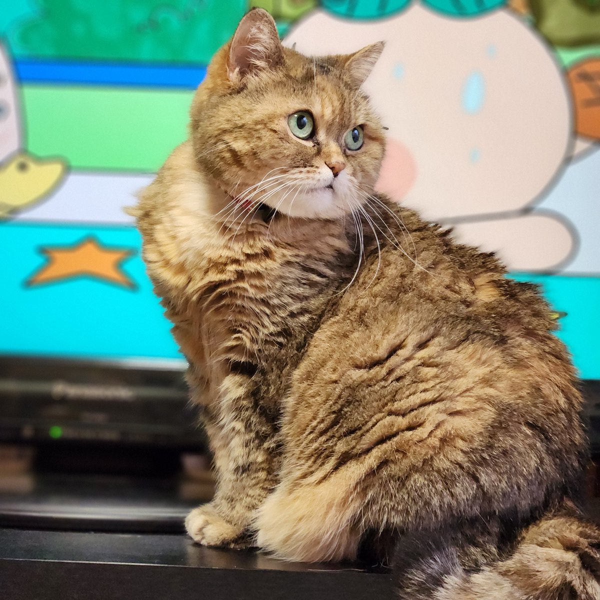 🍑ももっち🐾 tweet media