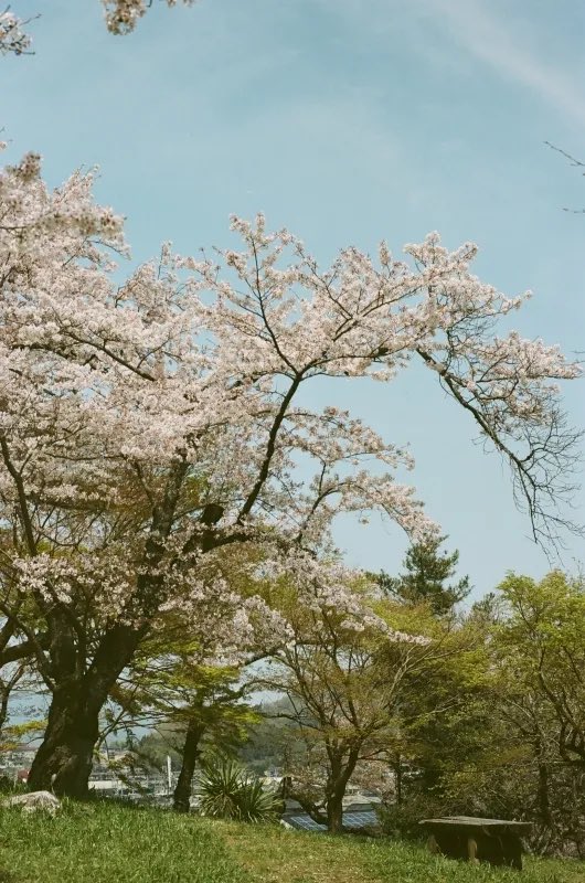 photoyoshioka's tweet image. KODAK Professional PORTRA 160-135-36枚撮り（#1本より販売いたします） photoyoshioka.shop-pro.jp/?pid=80058718

スタジオでもロケでもポートレート・ファッション・コマーシャルフォト・お散歩カメラに最適 ！ ぜひ1度お試し下さい。
#kodak
#ポートラ160
#門真市写真屋
#お得🉐🉐
