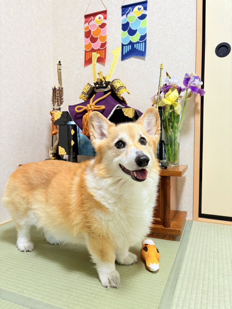 しお(ベル🐶) tweet media