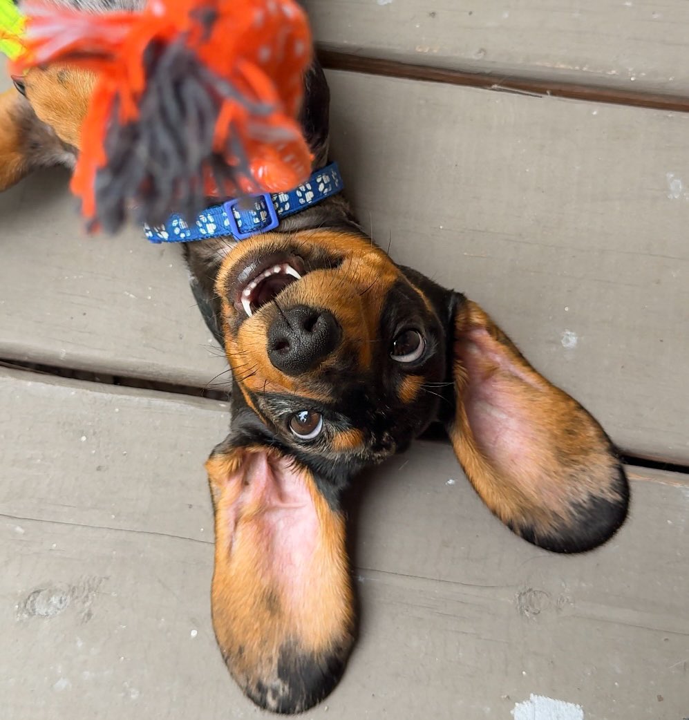 dachshundbonus's tweet image. Good Morning ☀️🥰 @RockyyBowBoa #dachshund #doxie #cute #funny