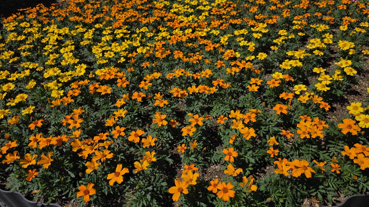 chocononno's tweet image. (*’▽’*)わぁ♪
#花
#flower