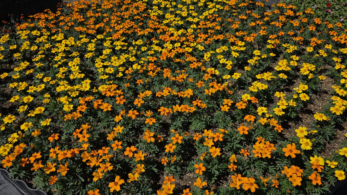 chocononno's tweet image. (*’▽’*)わぁ♪
#花
#flower