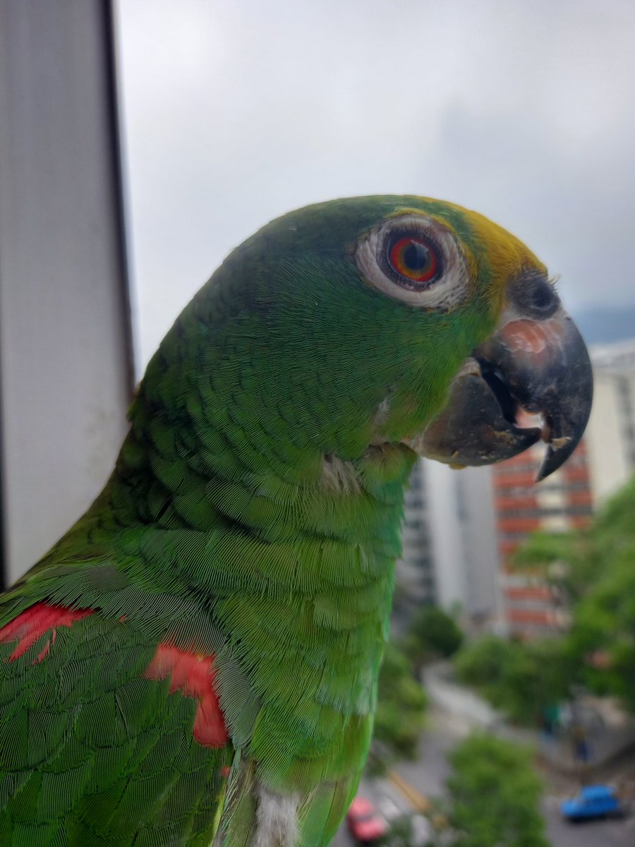 karelisjvc's tweet image. 📸 1: el loro nuevo 💚😅

🪶Una mini pausa y aparecen los otros pequeñines verdes...😂💚🥰
🦜Dólar y Trébol

📸 2y3: Dólar 💚

⤵️ 5/14

#parrot #video #photo #photography #loro #love #photographyisart #style #animalLovers #cute #fotos