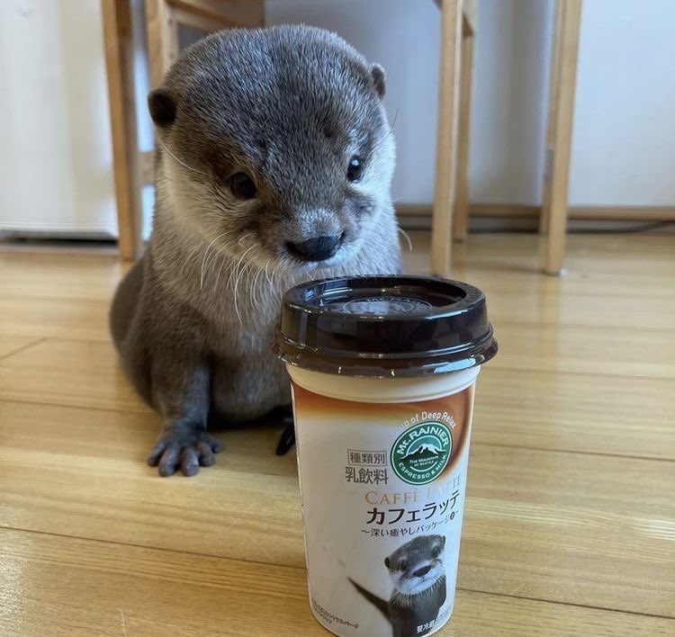 Otter tweet media